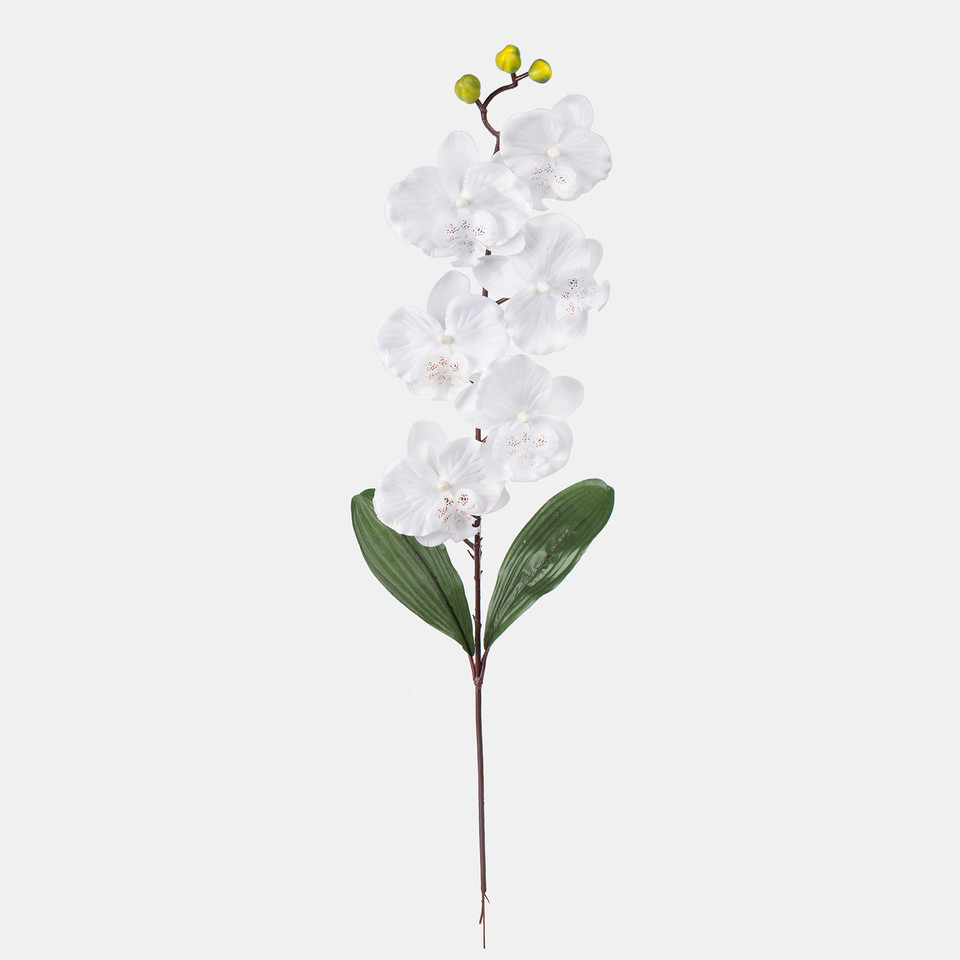 Orchid, White L160-01