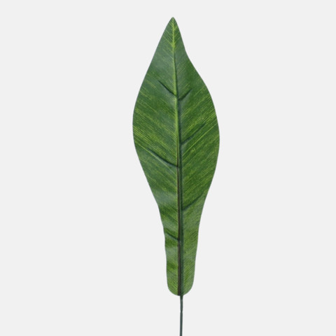 Asplenium leaf H002A