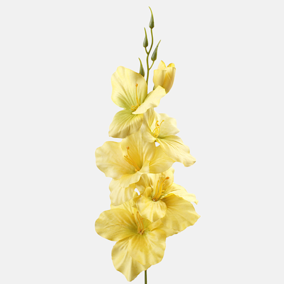 Satin gladiolus, Yellow/Green Center G190K-13