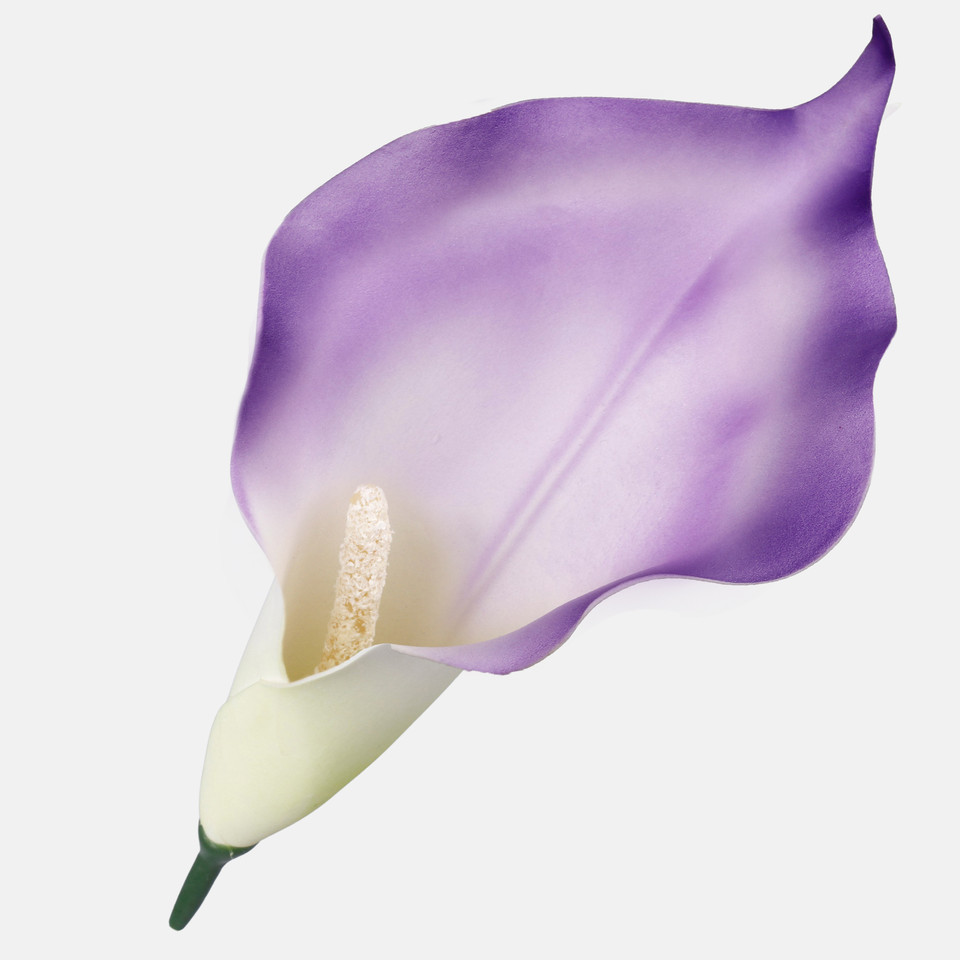 Calla, Violet/Green W713-07