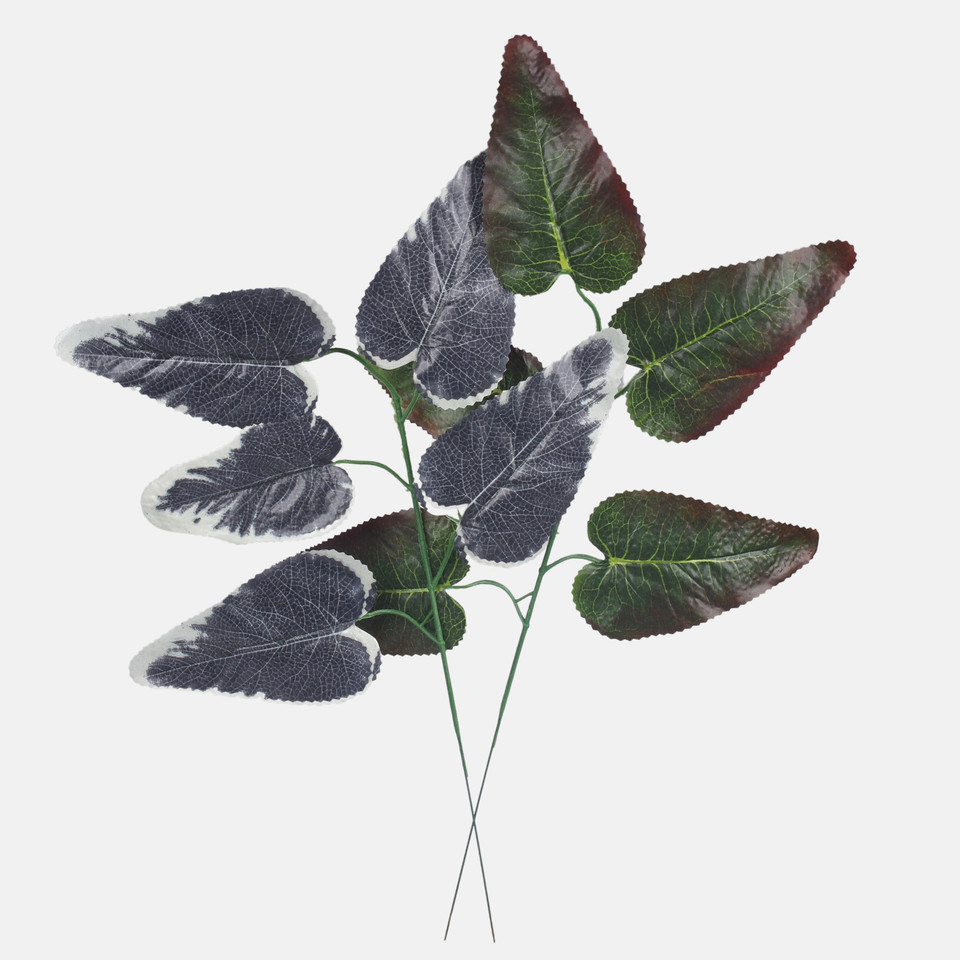 Hibiscus, Green/Brown Edge F165-02