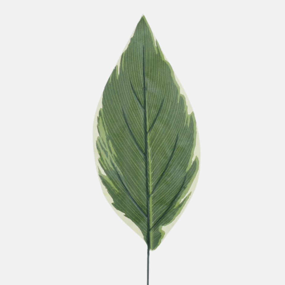 Liść hosty, Green/Yellow H017B-01