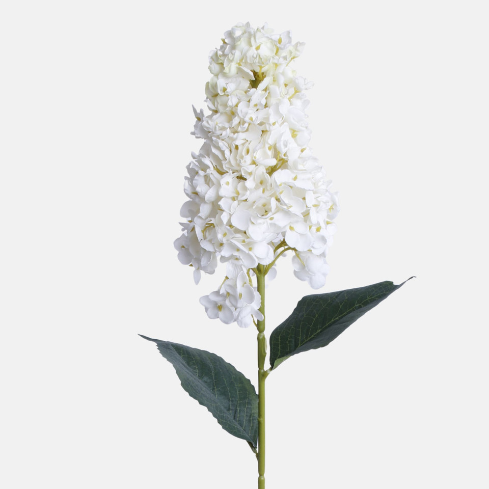 Hortensja, Cream BGK345-01