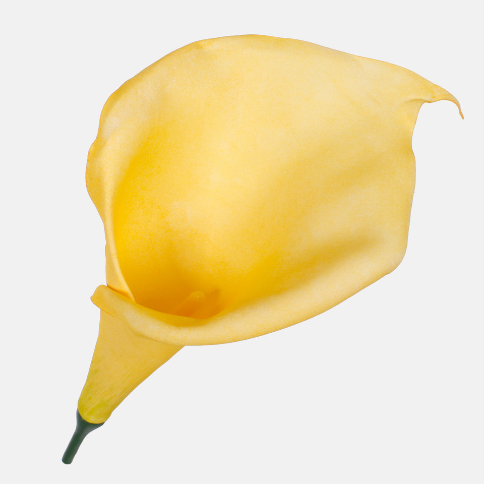 Kalla piankowa, Yellow W513-07