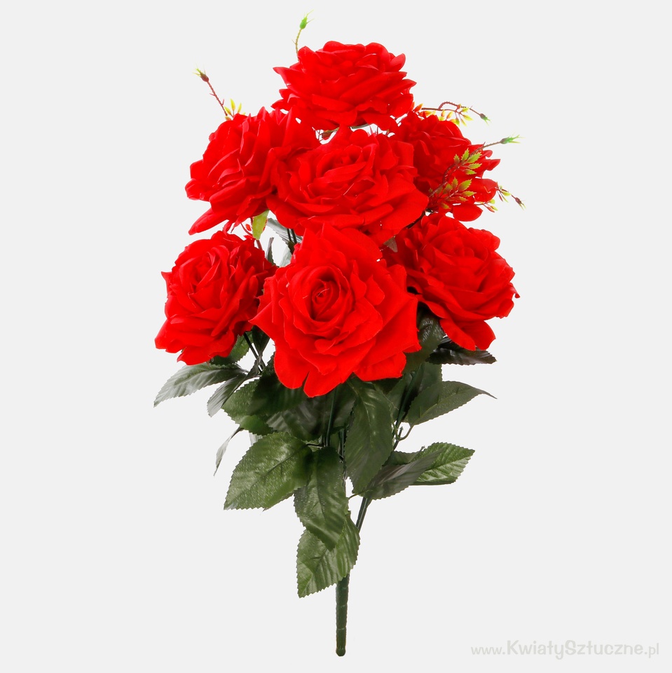 Róża x 7, Pure Red QA082-05