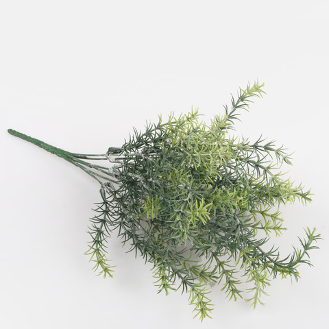 Asparagus x 7 A607