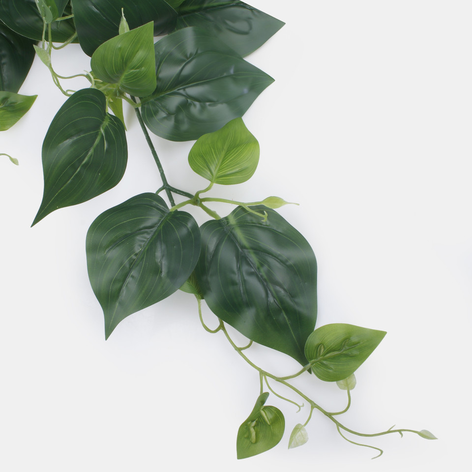 Pothos, Green B178-01