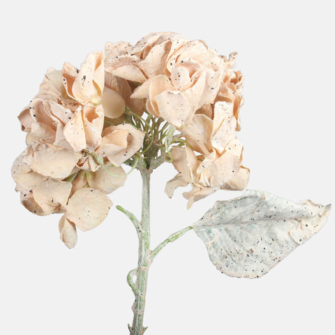 Hydrangea, Beige G462-02