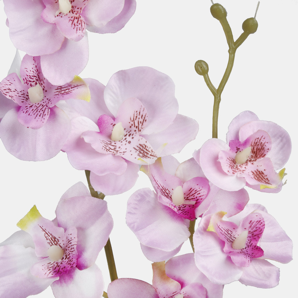 Orchid, Lt. Pink G450-03