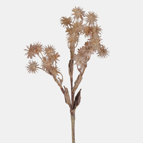 Thistle, Lt. Brown A770-02