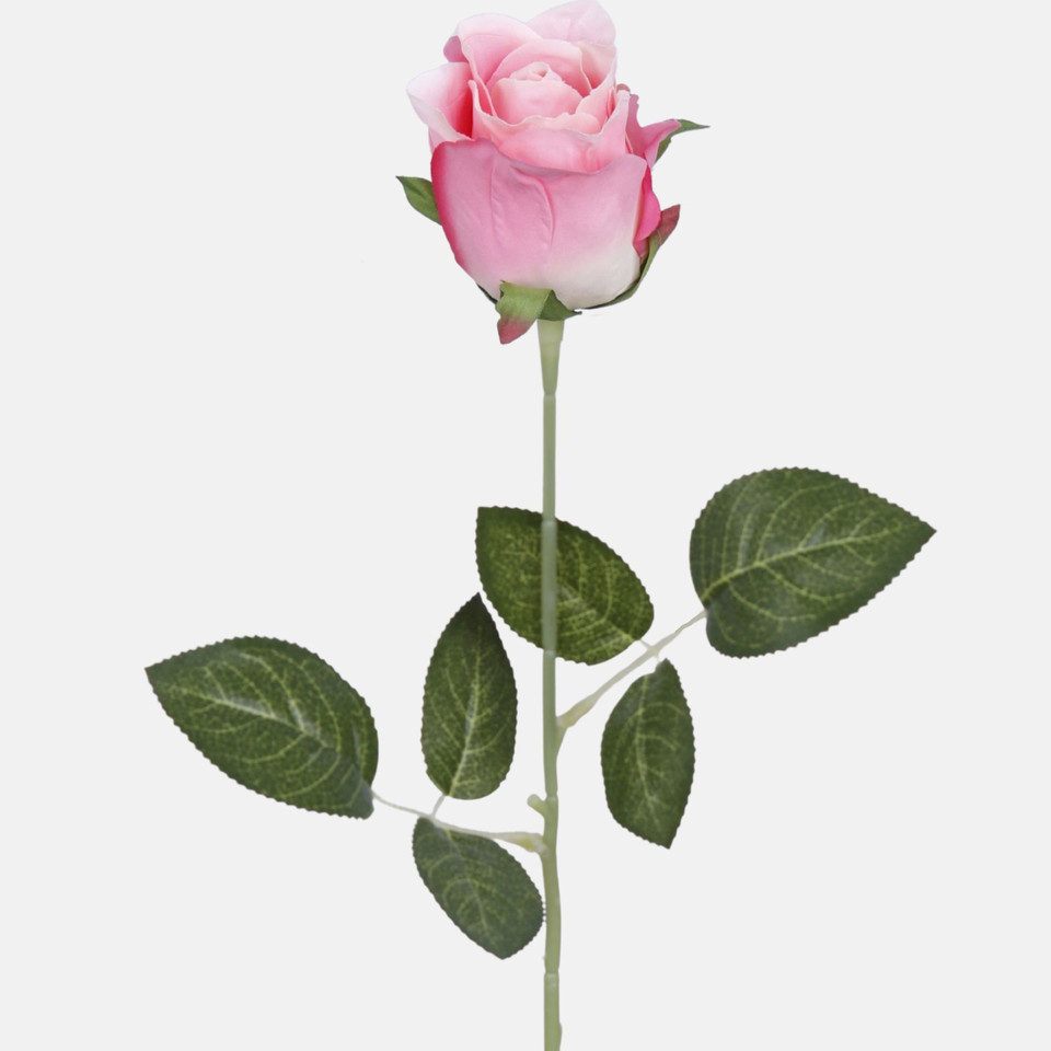 Rose, Pink K647-01