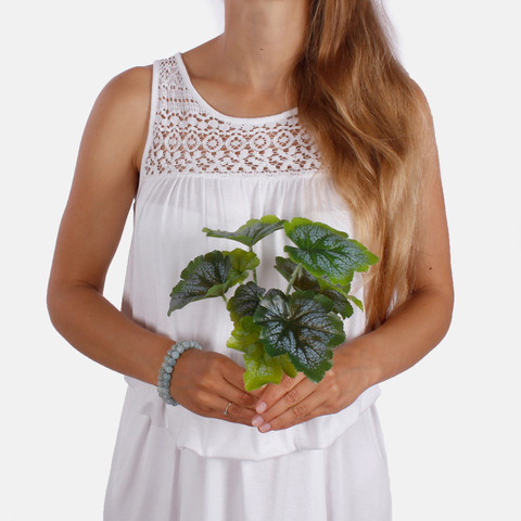 Begonia Z177G