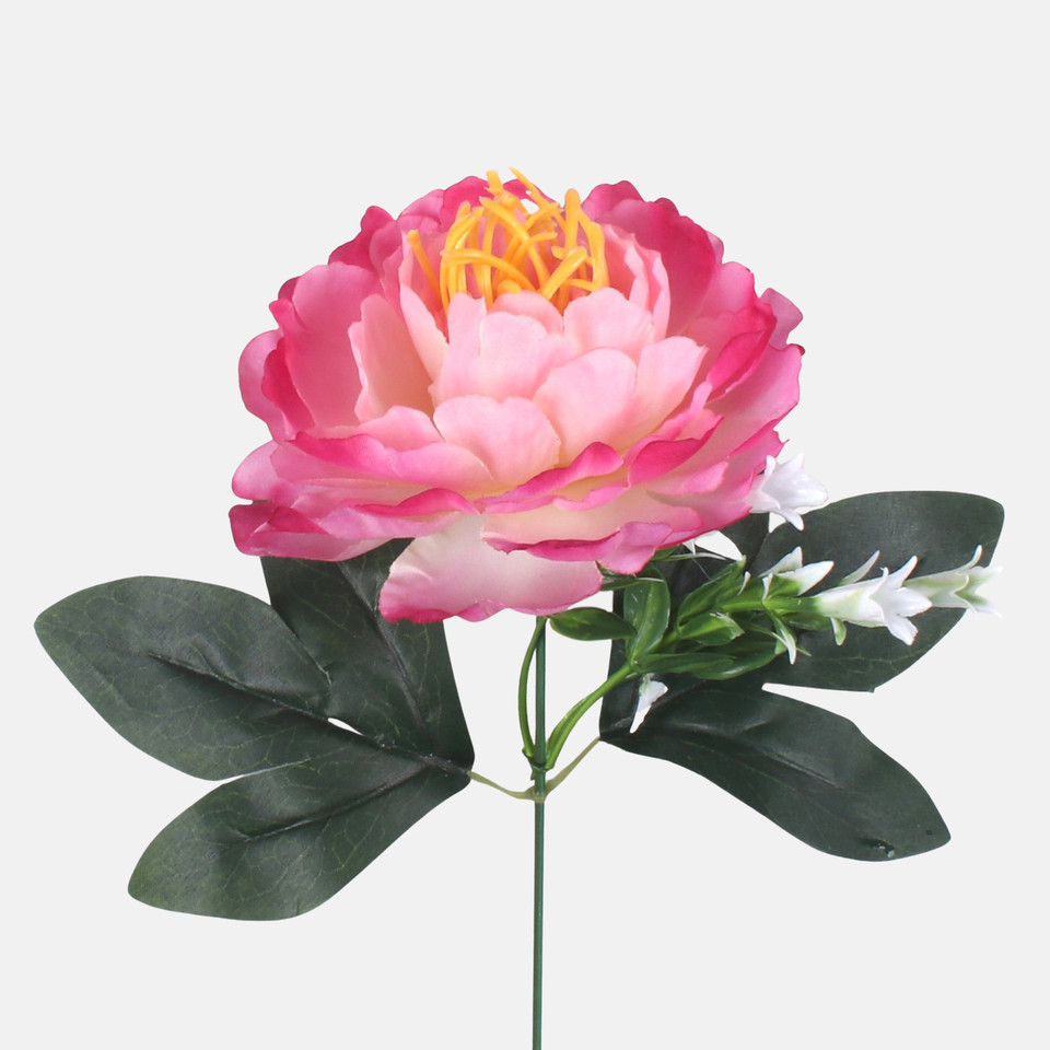 Peonia, Pink/Cream/Dk. Pink Edge G437-02