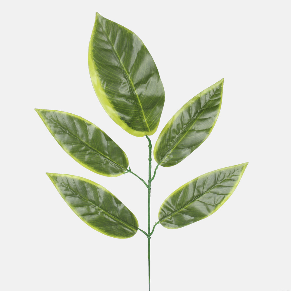 Mango, Green/Lt. Green Edge F161C-01