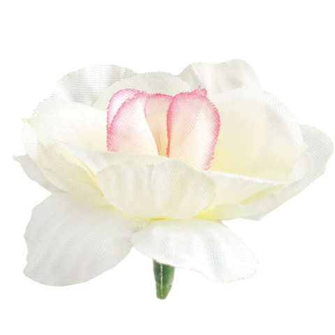 Rose, Cream/Pink W303-08