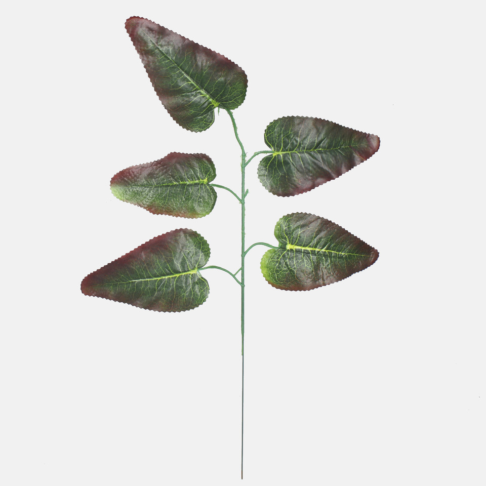Hibiscus, Green/Brown Edge F165-02