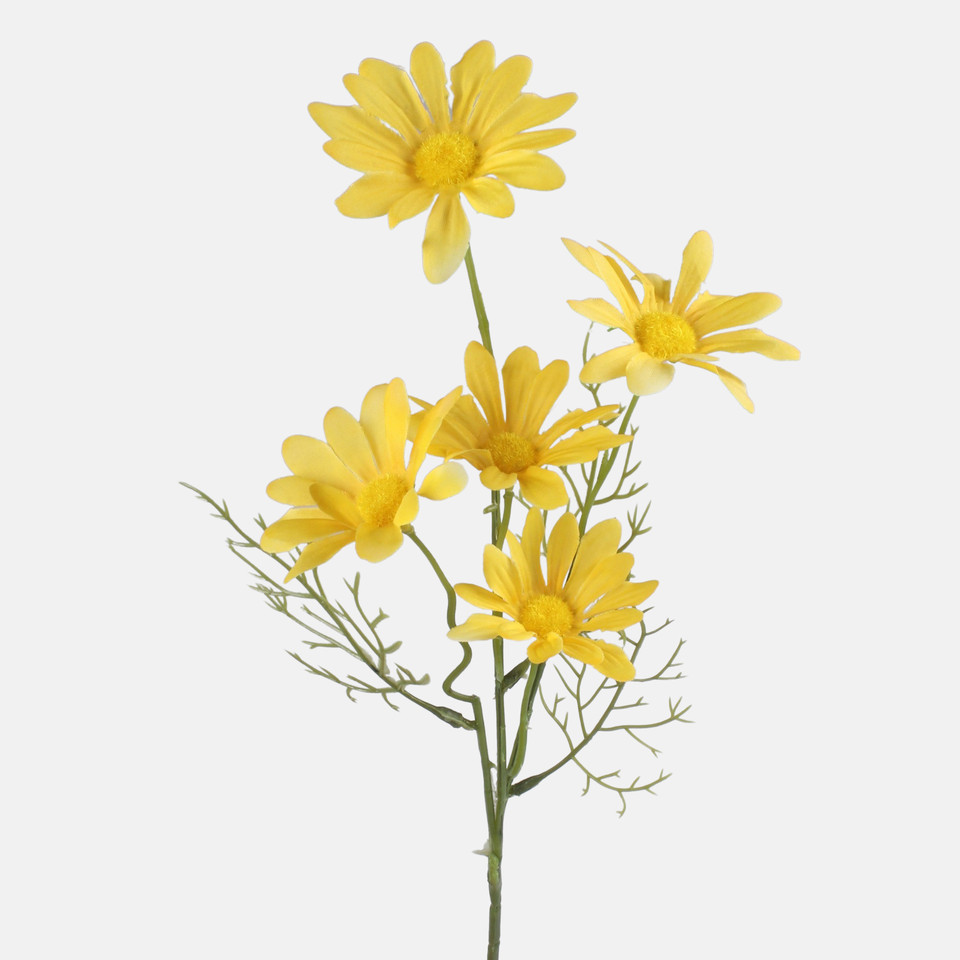 Stokrotka, Yellow G480-02