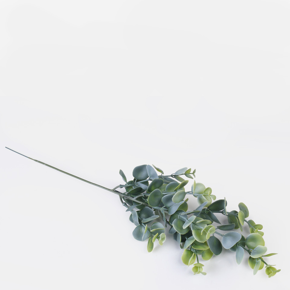 Eucalyptus, T.T. Green A447-01