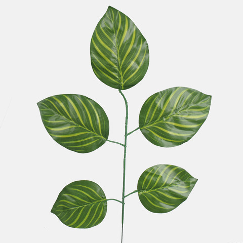 Calathea F214