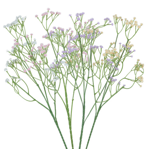 Gypsophila K467