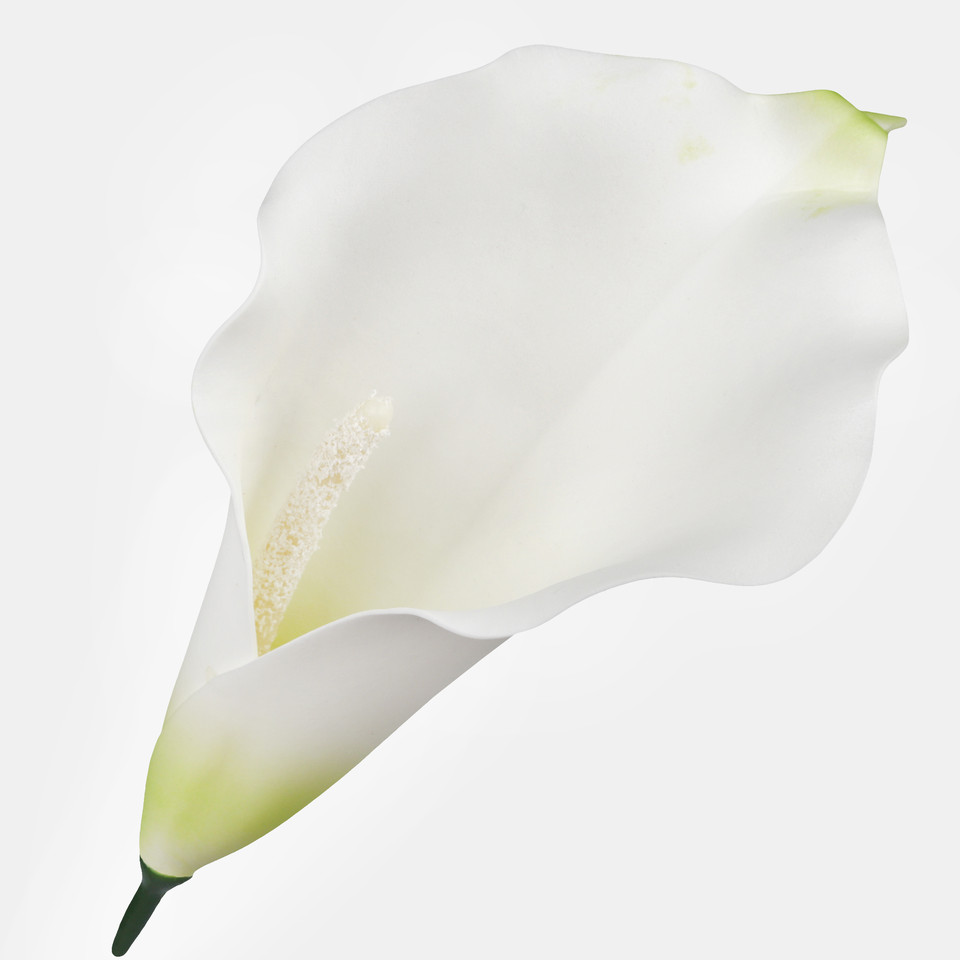 Calla, Cream/Lt. Green W713-01