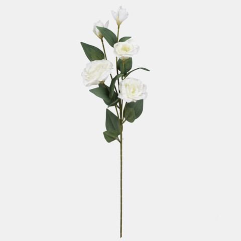 Eustoma, Cream L872-01