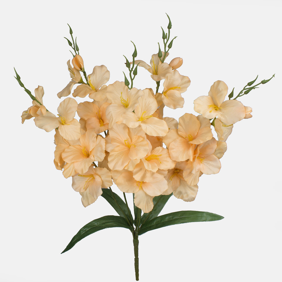 Gladiolus x 5, Mix 2 Q998-02