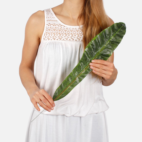 Asplenium leaf A409 (Product size)