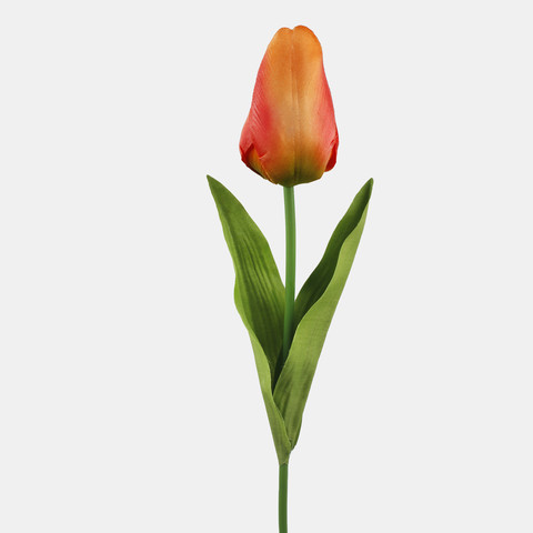 Tulip, Orange L777-05