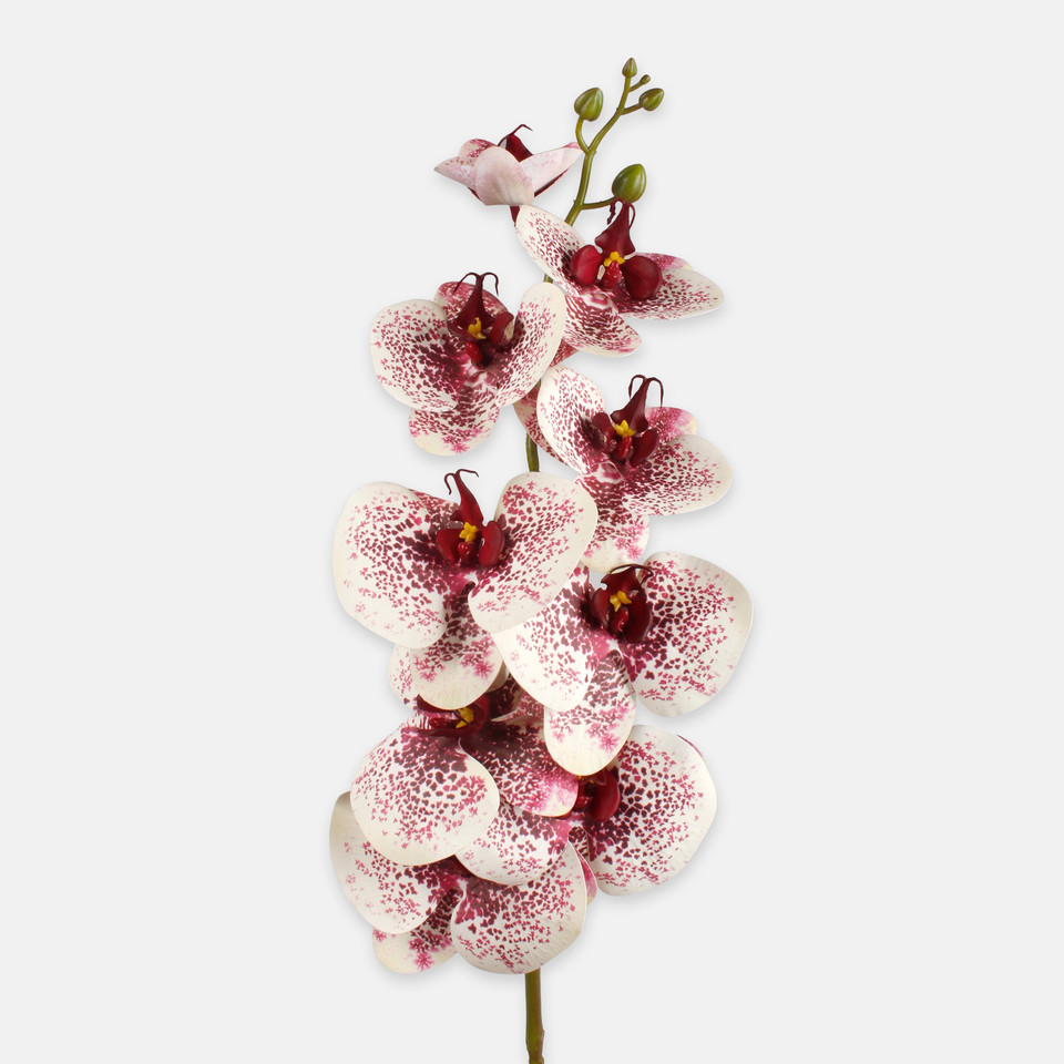 Storczyk, White/Burgundy L310L-01