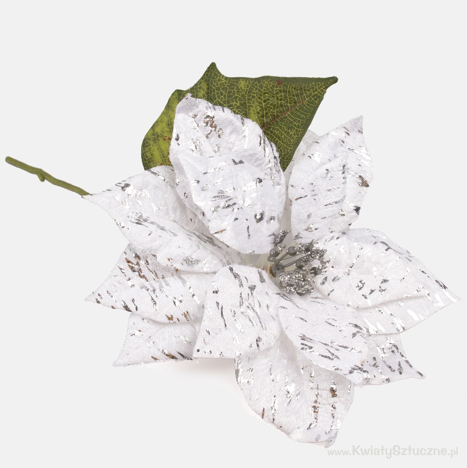 Shiny poinsettia, White G398S-01