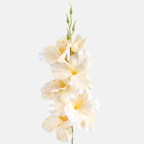 Satin gladiolus, Vanilla/White Edge G190K-32