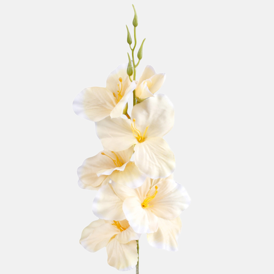 Satin gladiolus, Vanilla/White Edge G190K-32