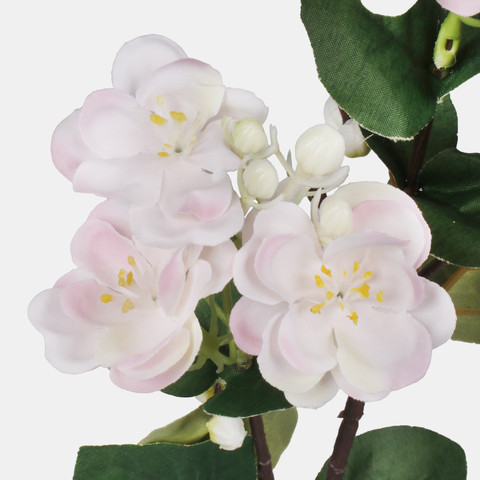Jasmine, Pink G479-03