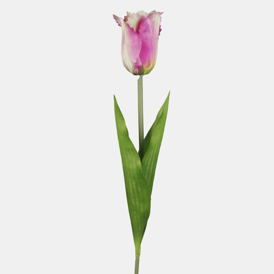 Tulipan, Purple G498-04