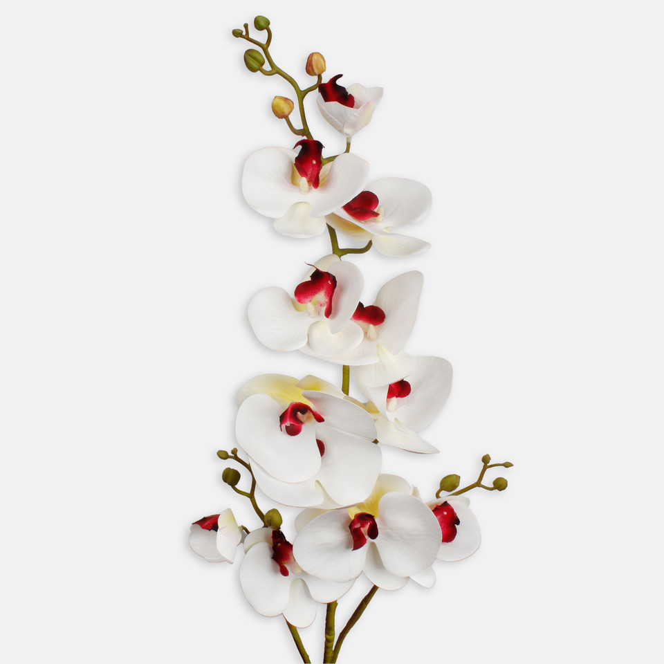Orchid, Cream/Burgundy L802L-03