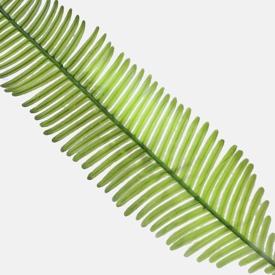 Fern, Green A664-01