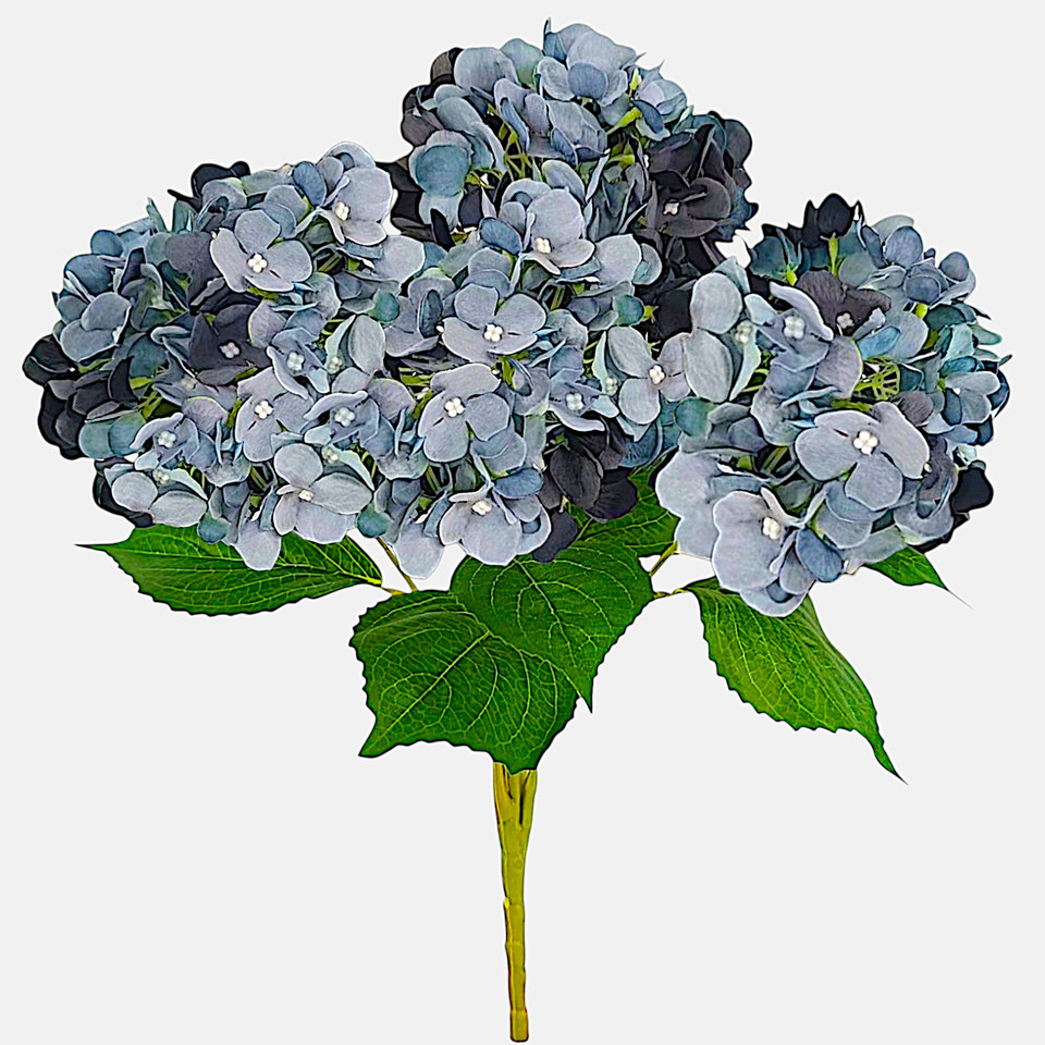 Hydrangea x 5, Autumn Blue Q062-09