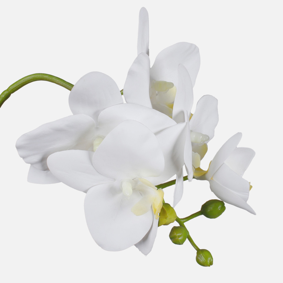 Orchid, Cream/Yellow G423L-02