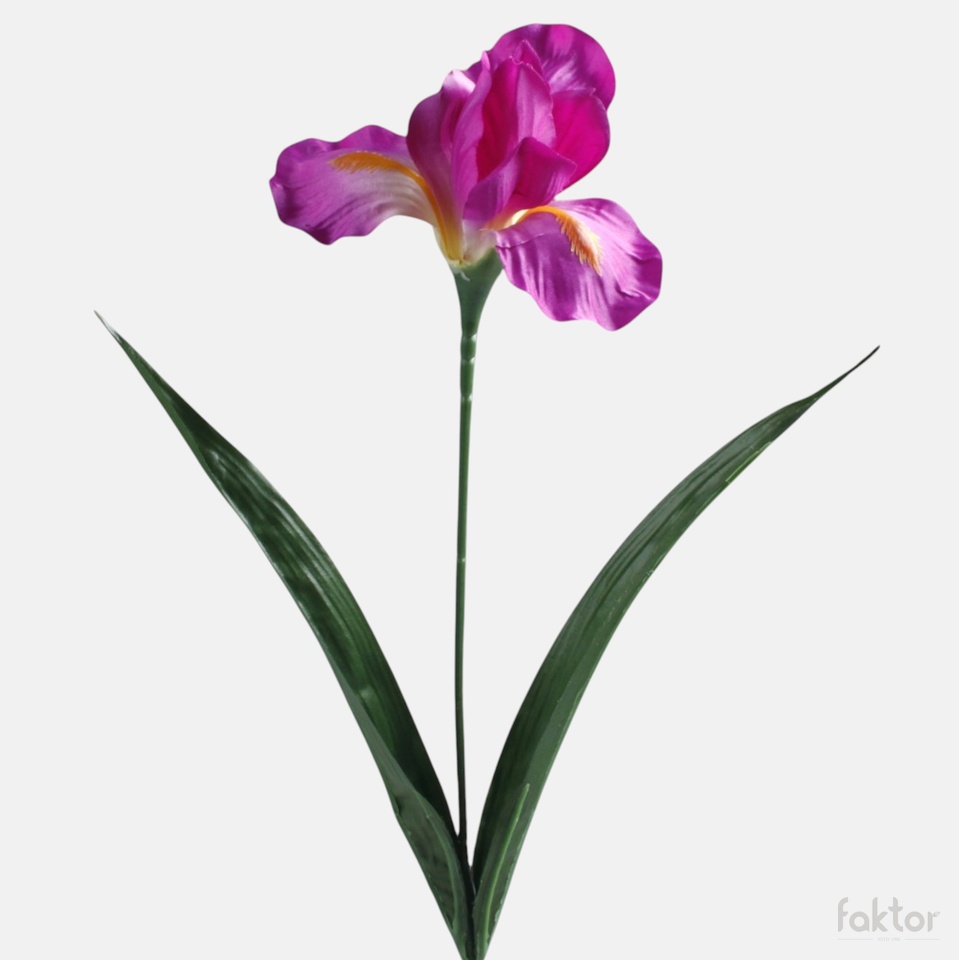 Iris, Purple G142-04