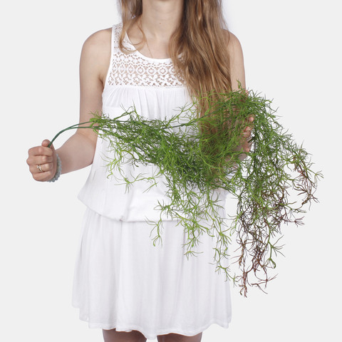 Asparagus B059 (Product size)
