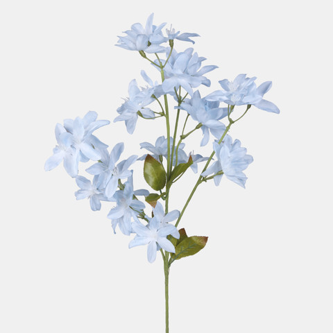 Orchid, Lt. Blue L769-06