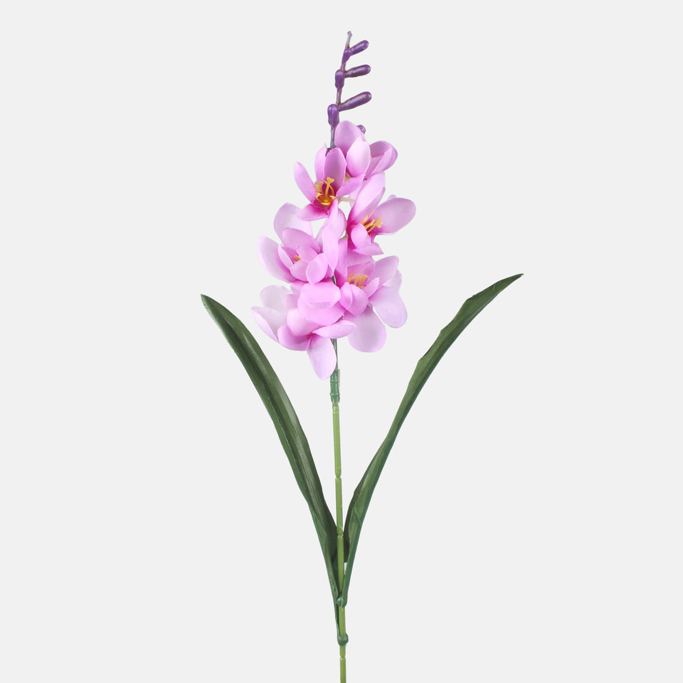 Freesia, Mix 1 G469-01