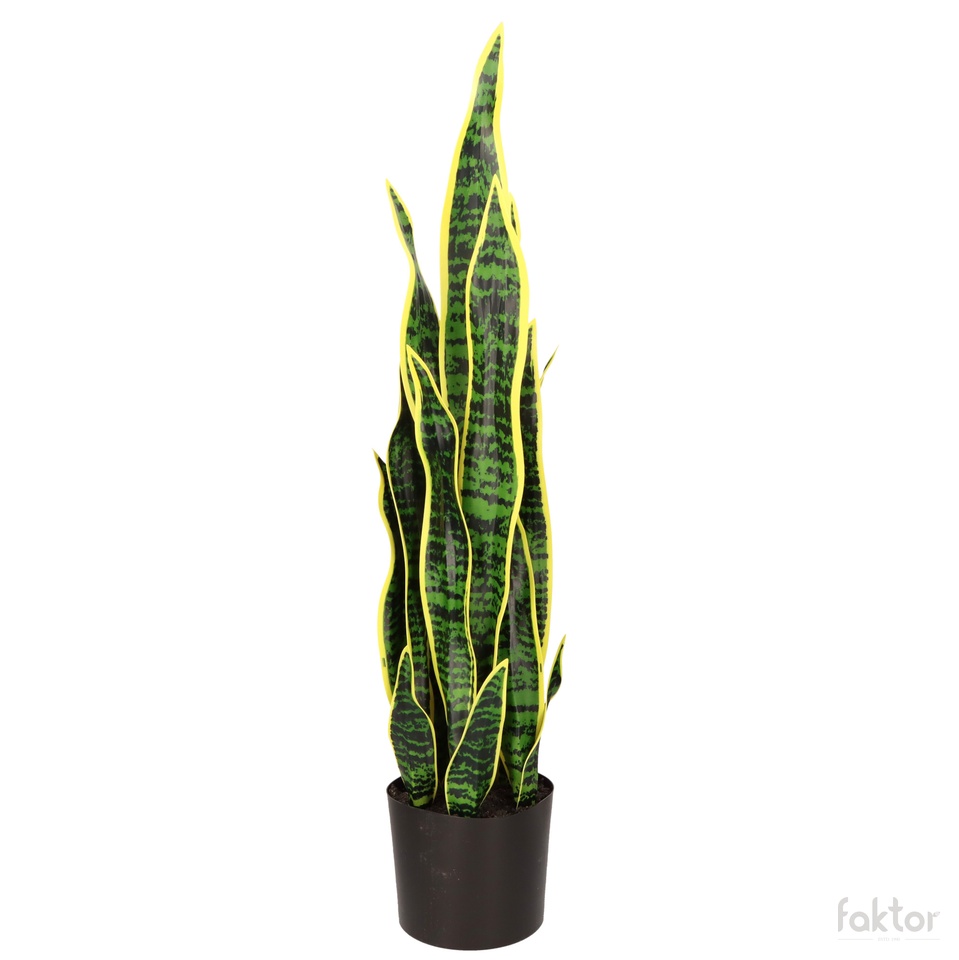 Sansewieria w doniczce 80 cm D087-00