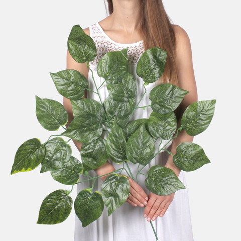 Poplar F182 (Product size)