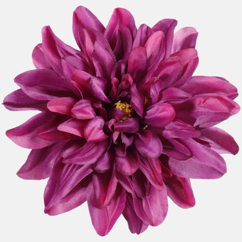 Dahlia W008