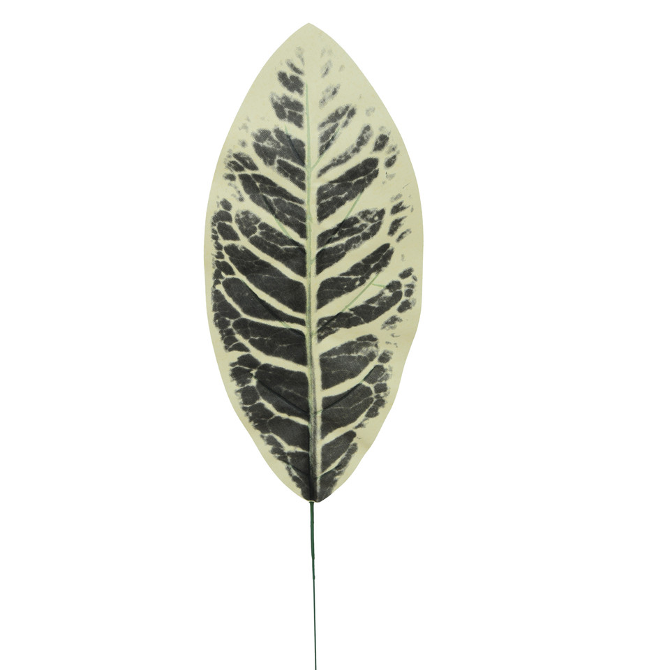 Kalatea - liść 49 cm L530-00