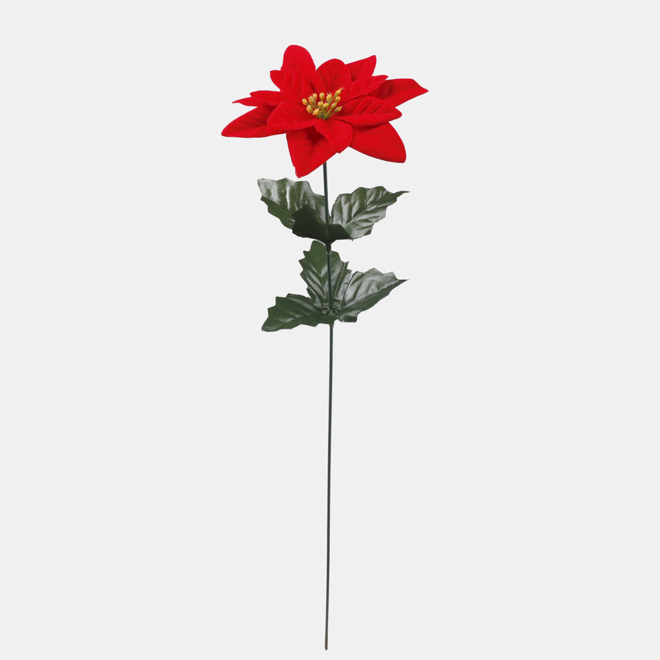 Poinsettia, Red G457S-01