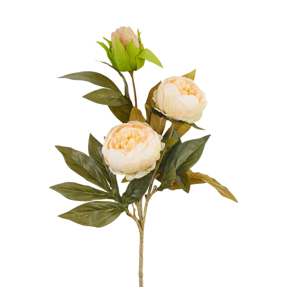 Peonia – gałązka x3, 2 B38-02