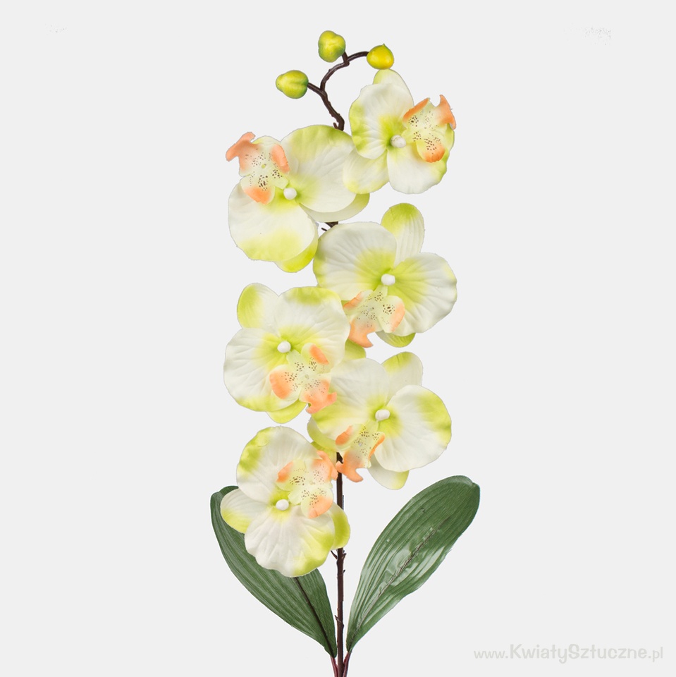 Orchid, Lt. Green L160-03